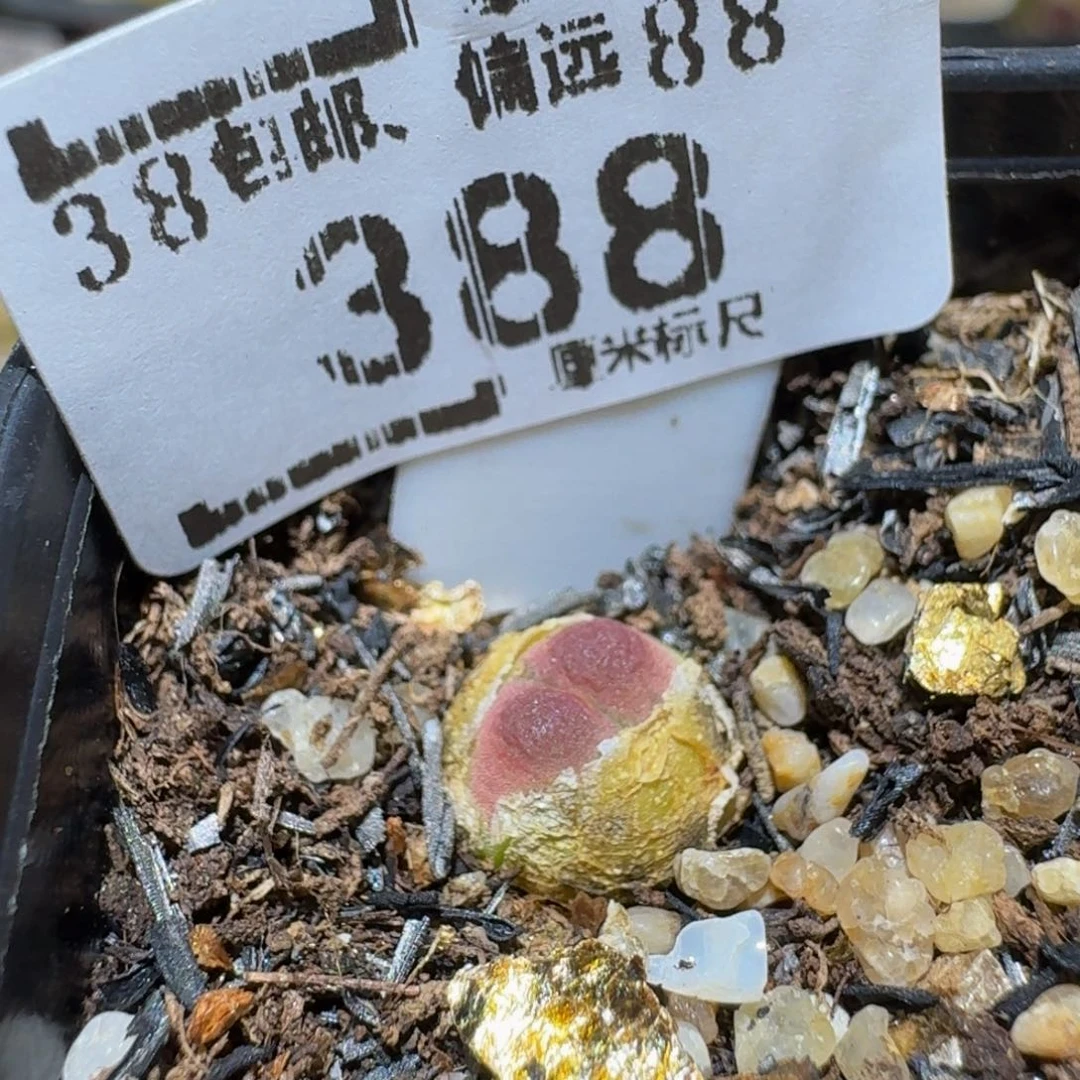 Ssss精品生石花388紫皮