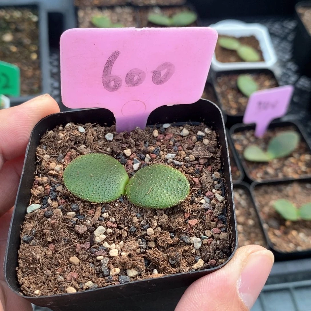 钢锉多肉植物一个