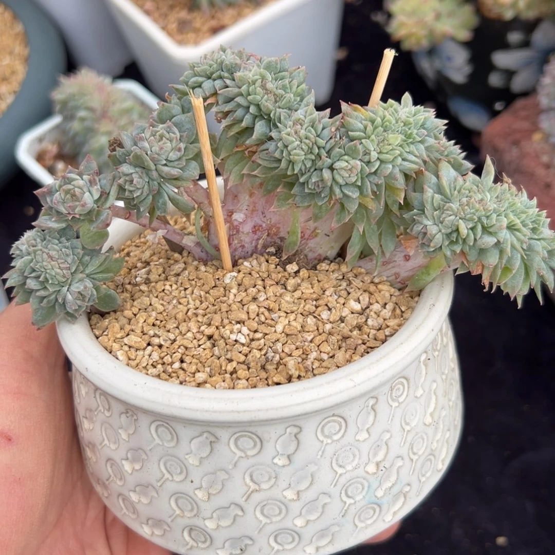 新年快乐 新年快乐