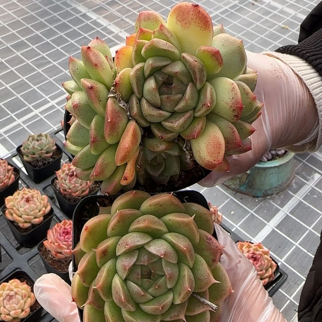 从前慢花园精选海王珍妮