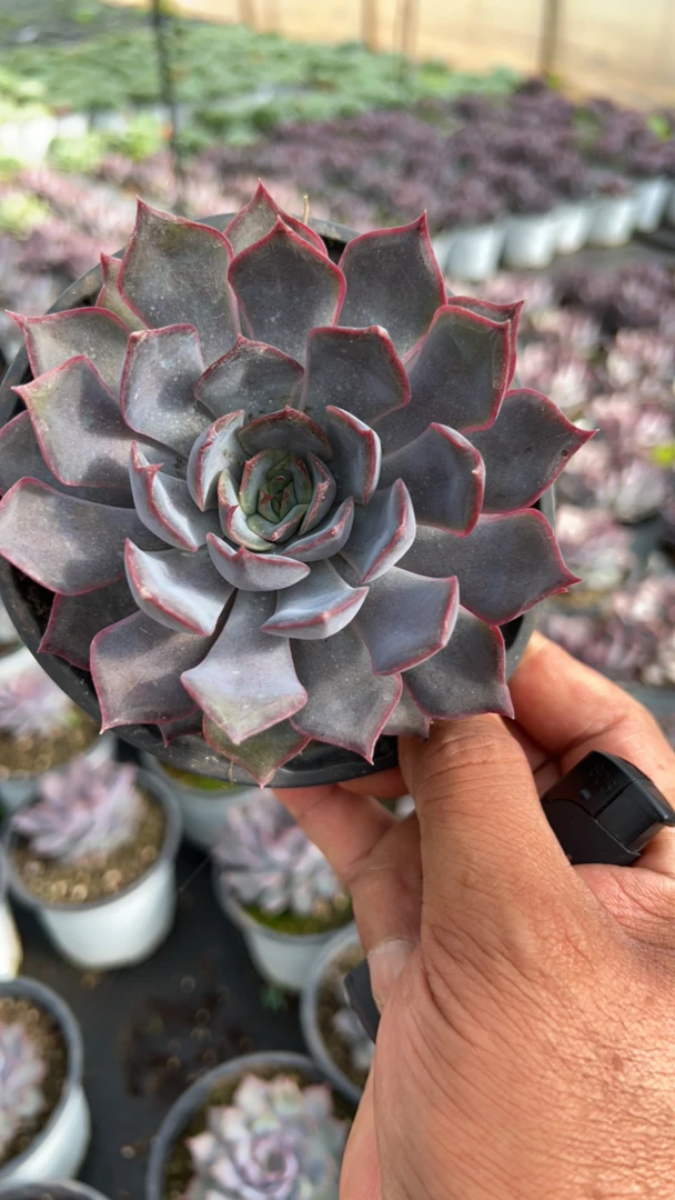 新手好养暗冰多肉植物四个天凉发