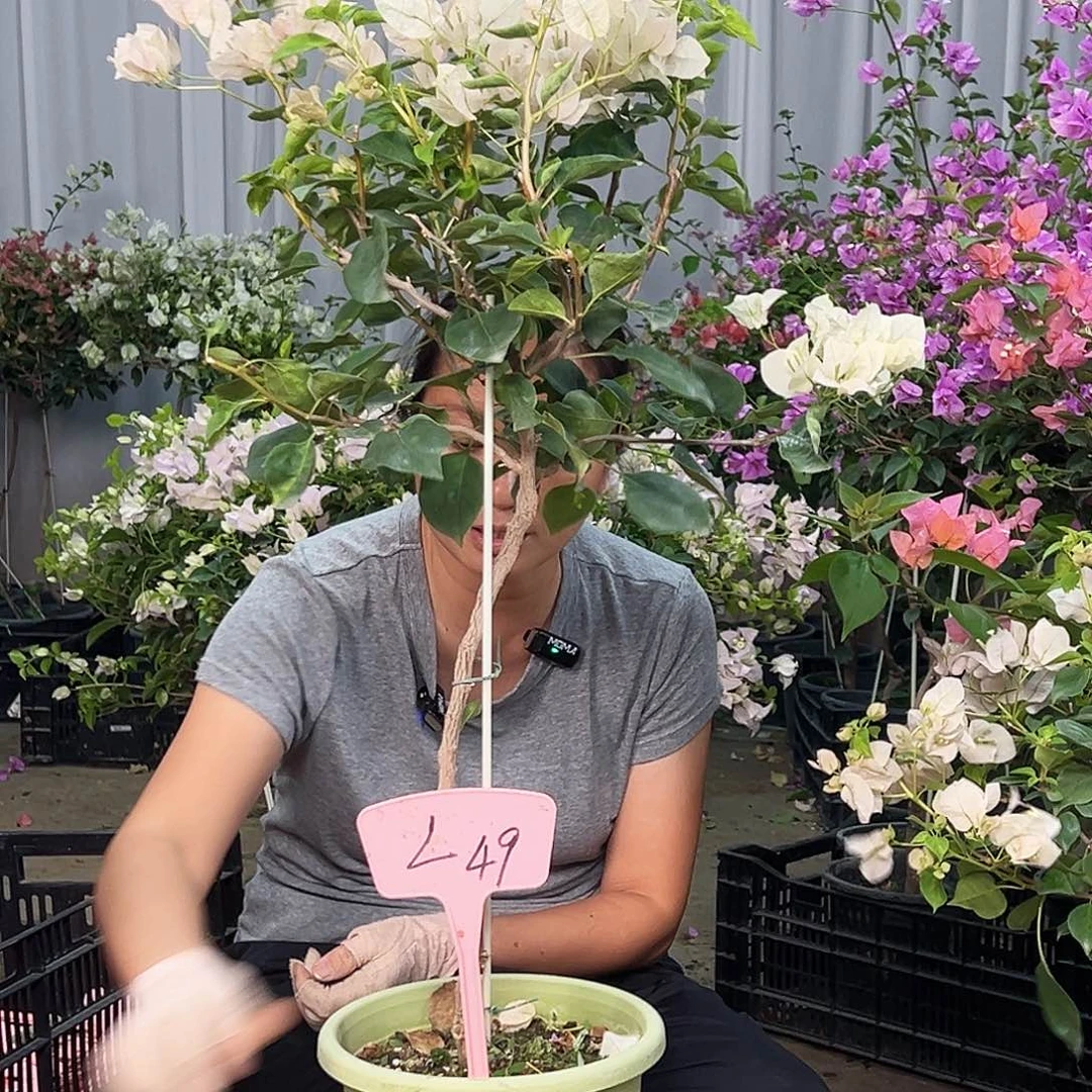植***见大部分花苞少量开放L49暗丽