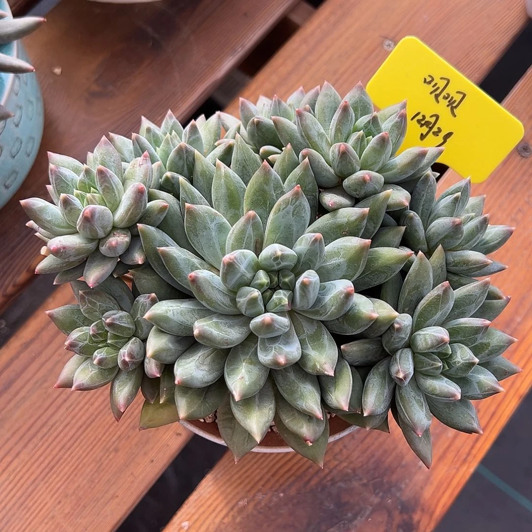 一物一拍，呗呗发货