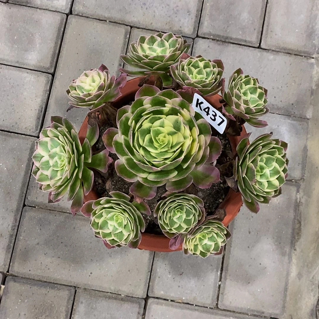 437海王555555555555