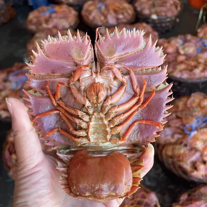 台州海捕鲜活琵琶虾 充氧活发包鲜不包活顺丰包邮