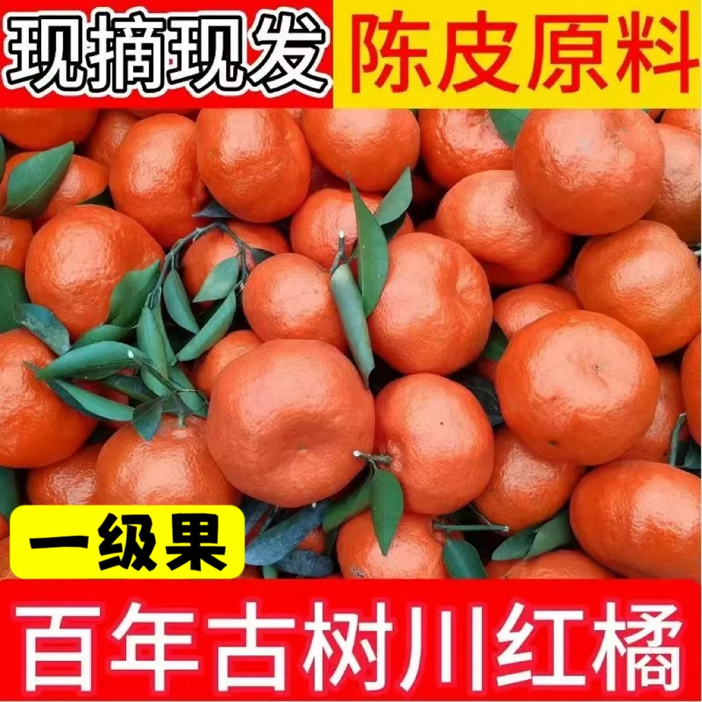 正宗四川红橘老品种大红袍当季新鲜水果桔子陈皮原料内江红桔包邮
