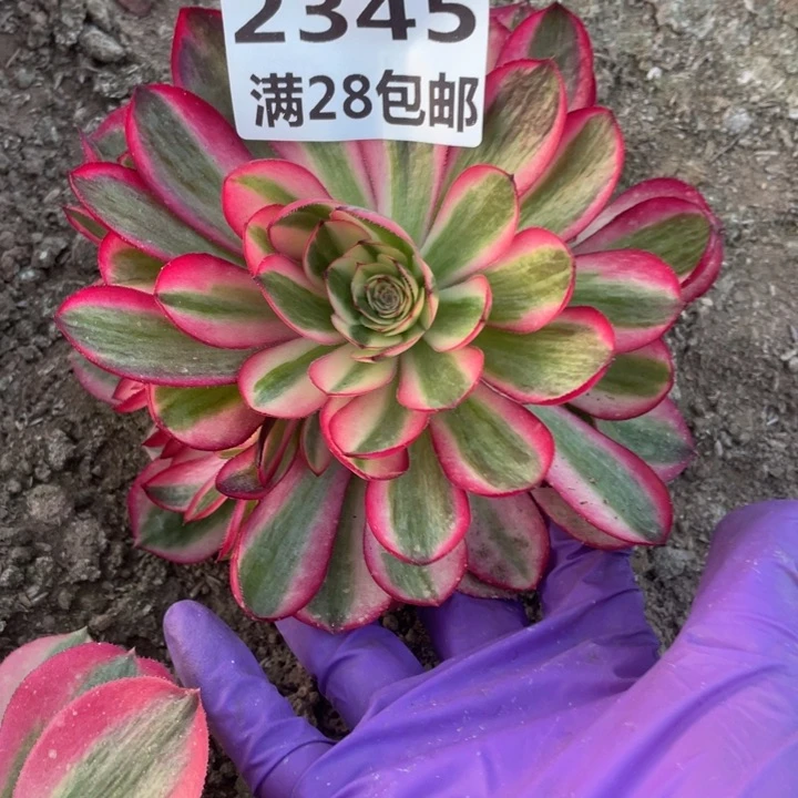 2345倾城多肉植物二号棚K