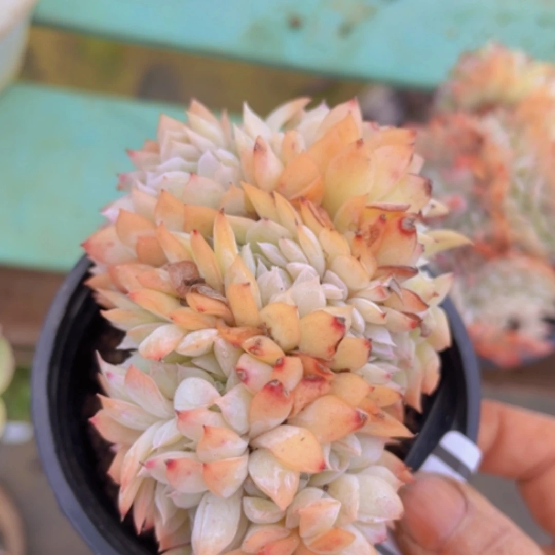 【闪购商品】莎莎缀03203