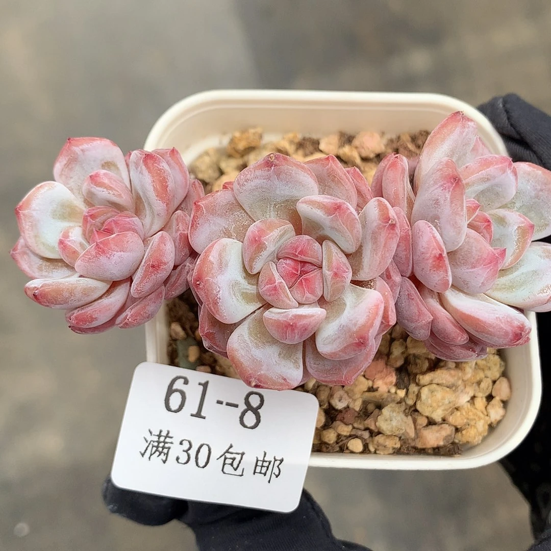 8。樱花橙。带腿8cm。