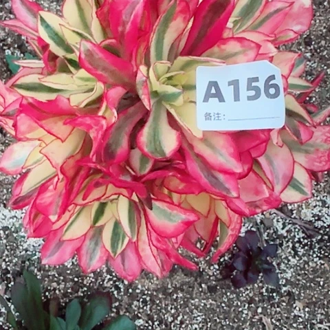 【闪购商品】踏****老12345678