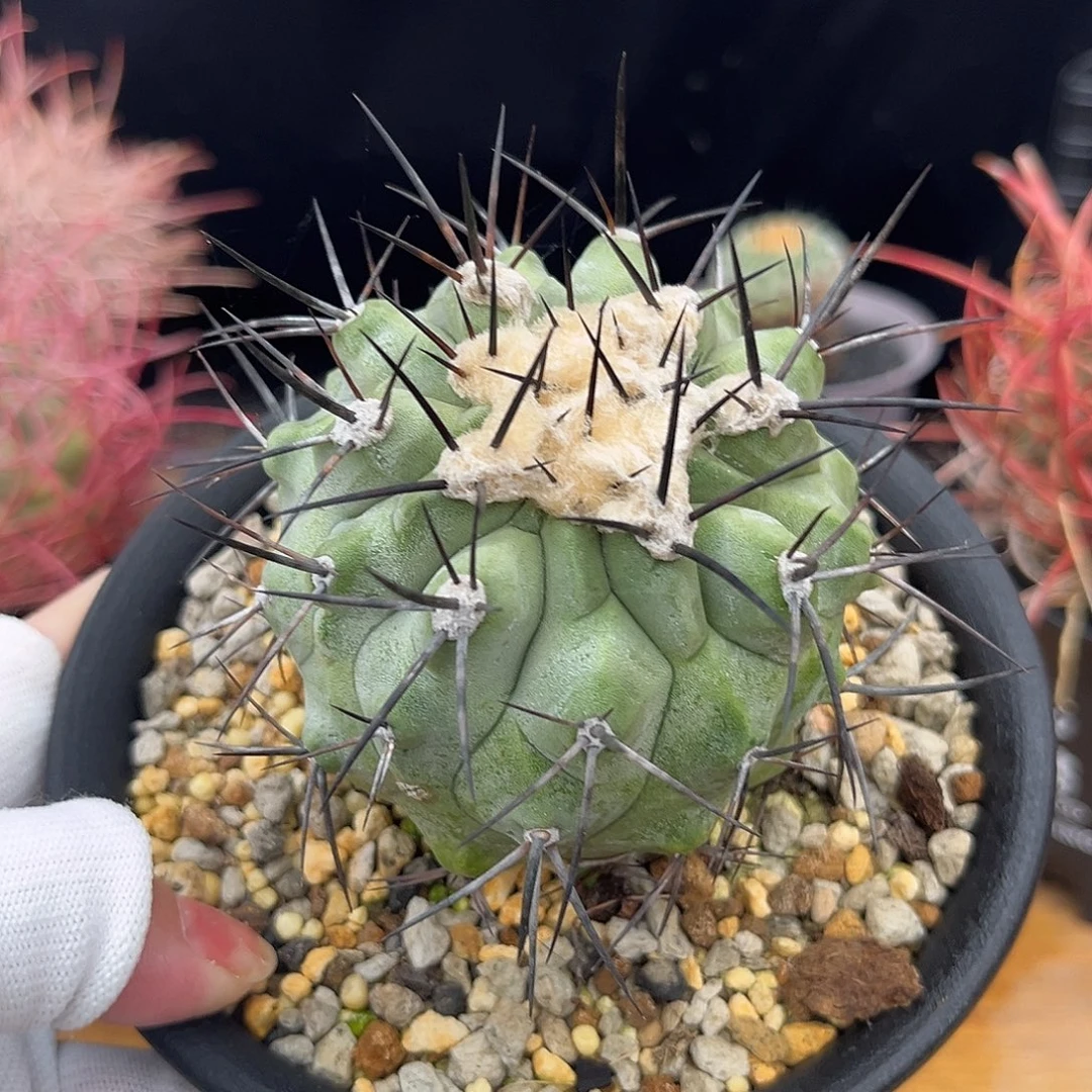 汤圆植物黑王实生