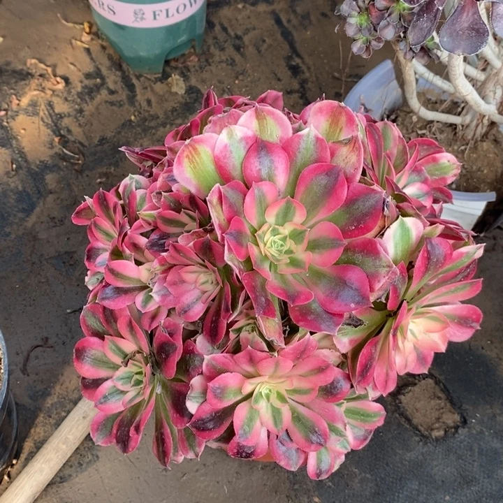 粉女巫多肉植物11