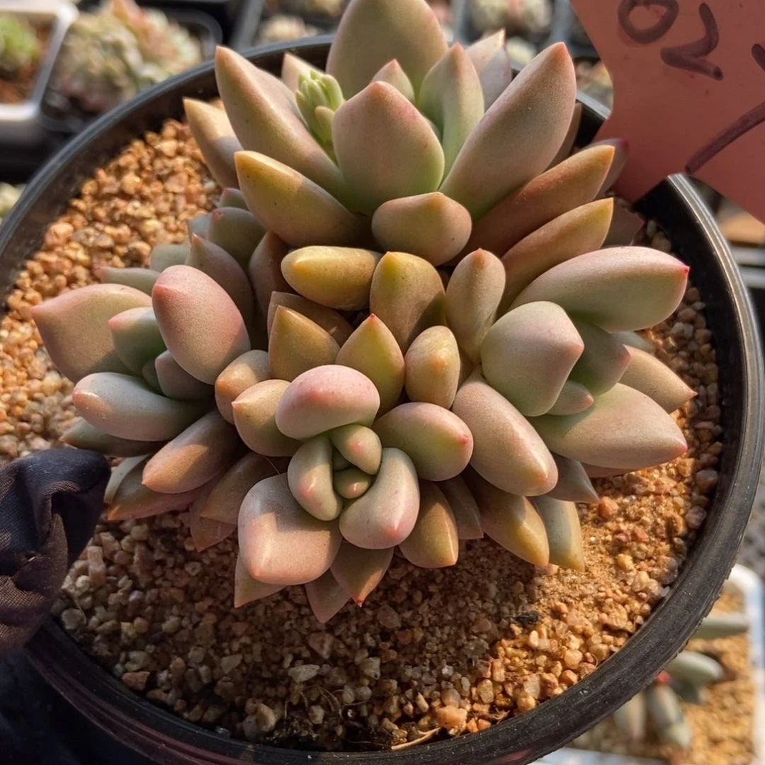 627桃花源多肉植物保护