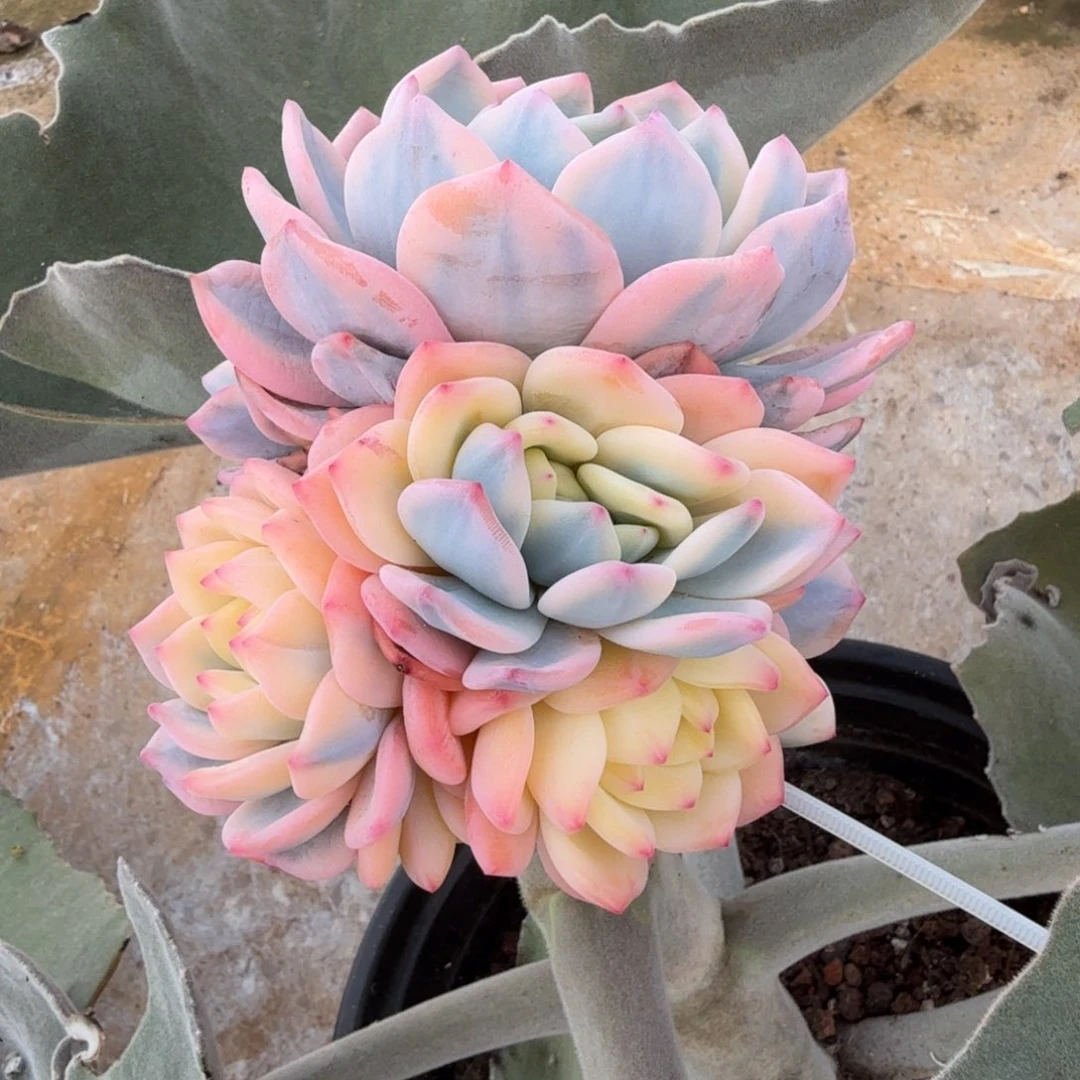 星影锦大群锦上园艺一物一拍