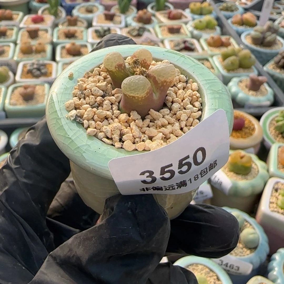 3550--一物一拍 带盆 樱花