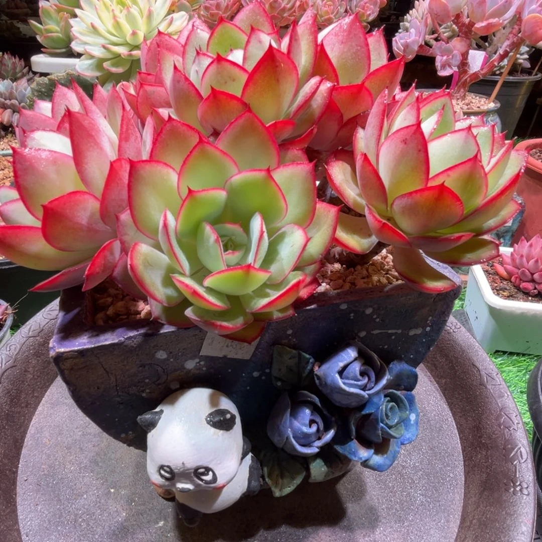 牡丹亭，一物一拍。