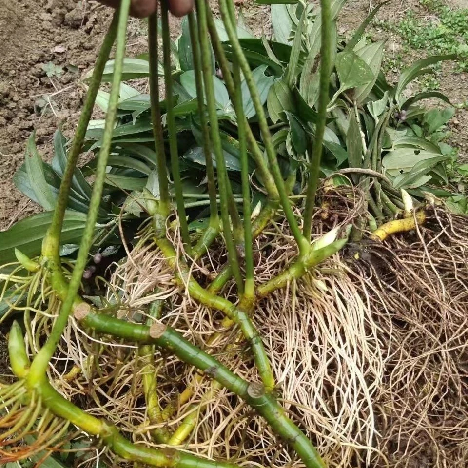 贵州鲜货玉竹现场收货慎拍慎拍！！！