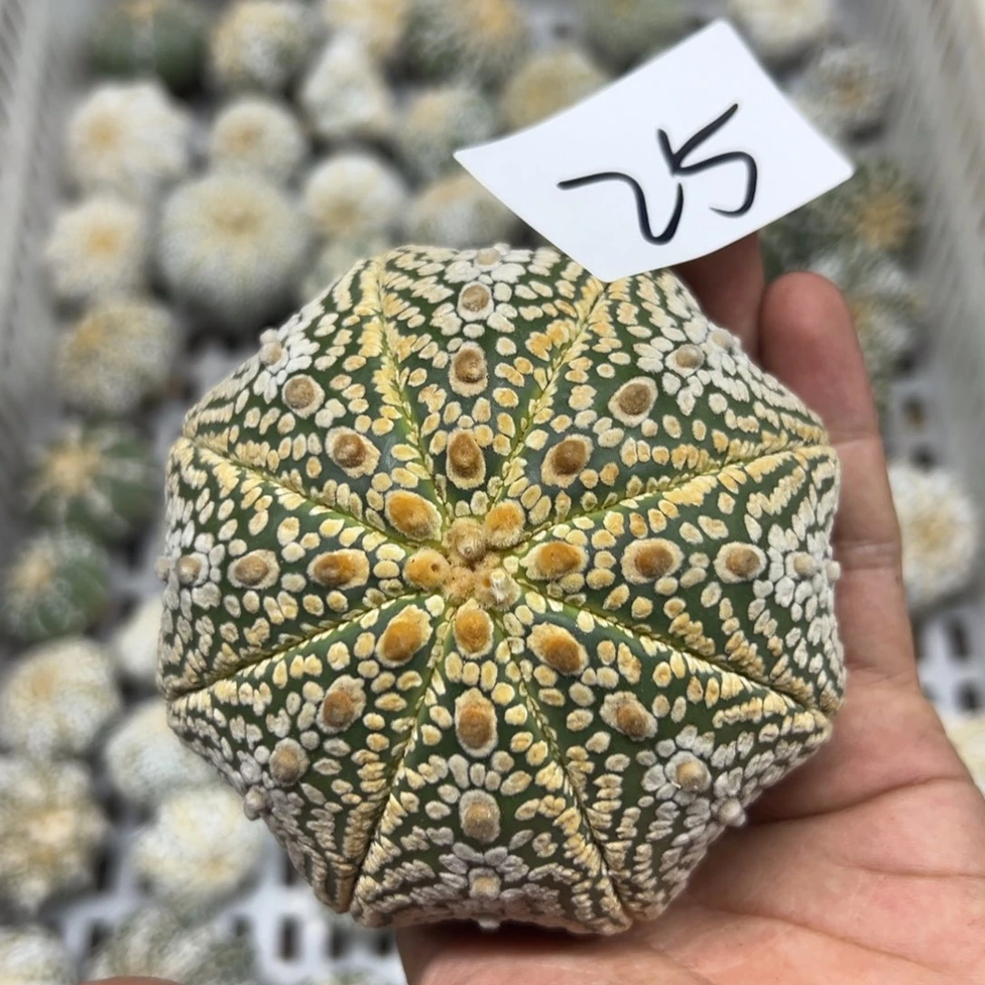 浪***石25 多肉植物仙人球