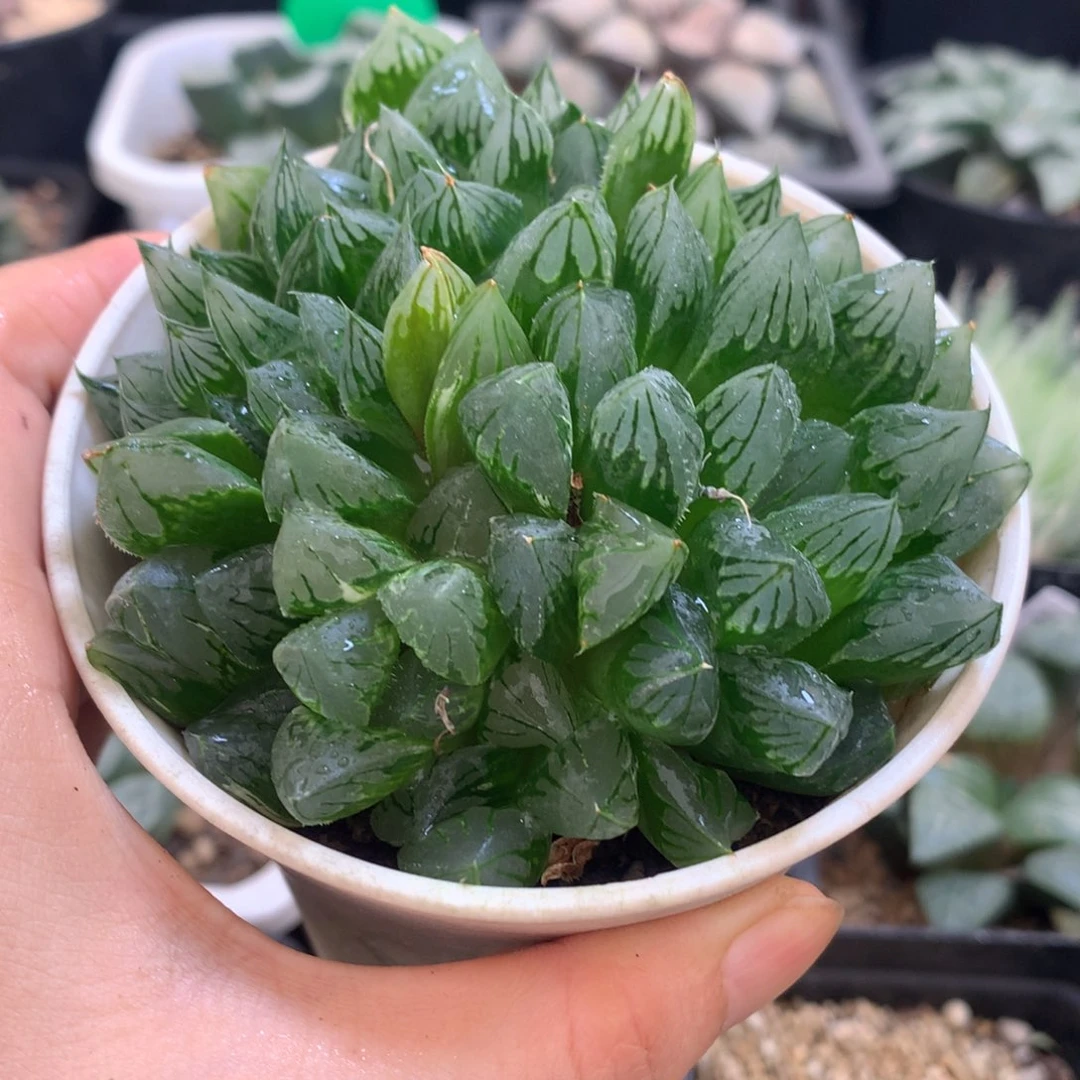 群生花水晶，带盆一起