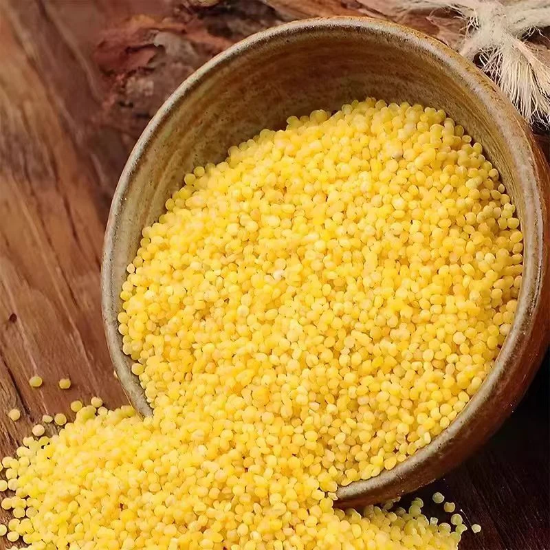 金黄小米农家自种软糯有米油
