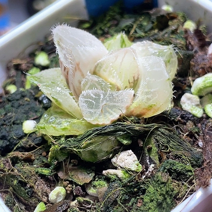 705糊趋势毛玉露锦福利