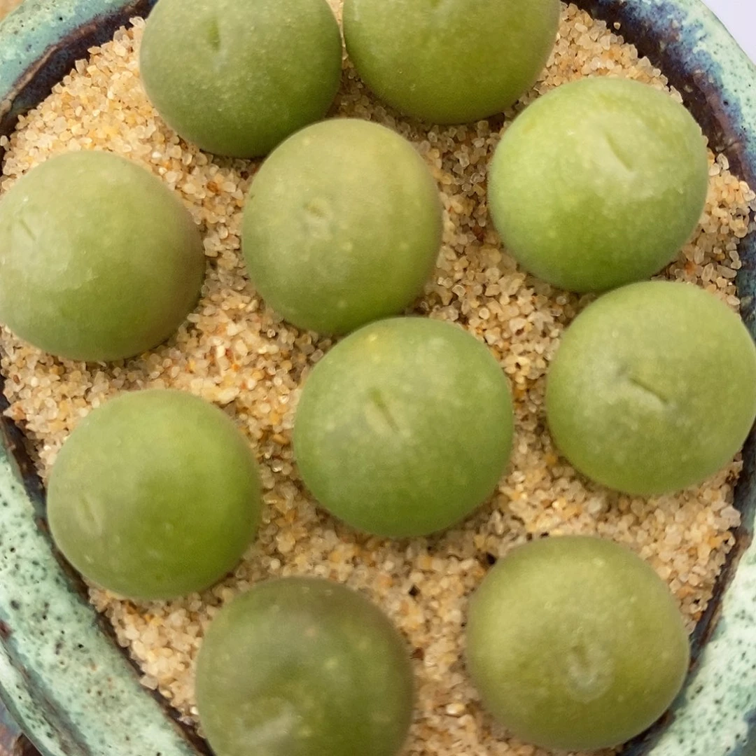 2337孔卡佛一组。