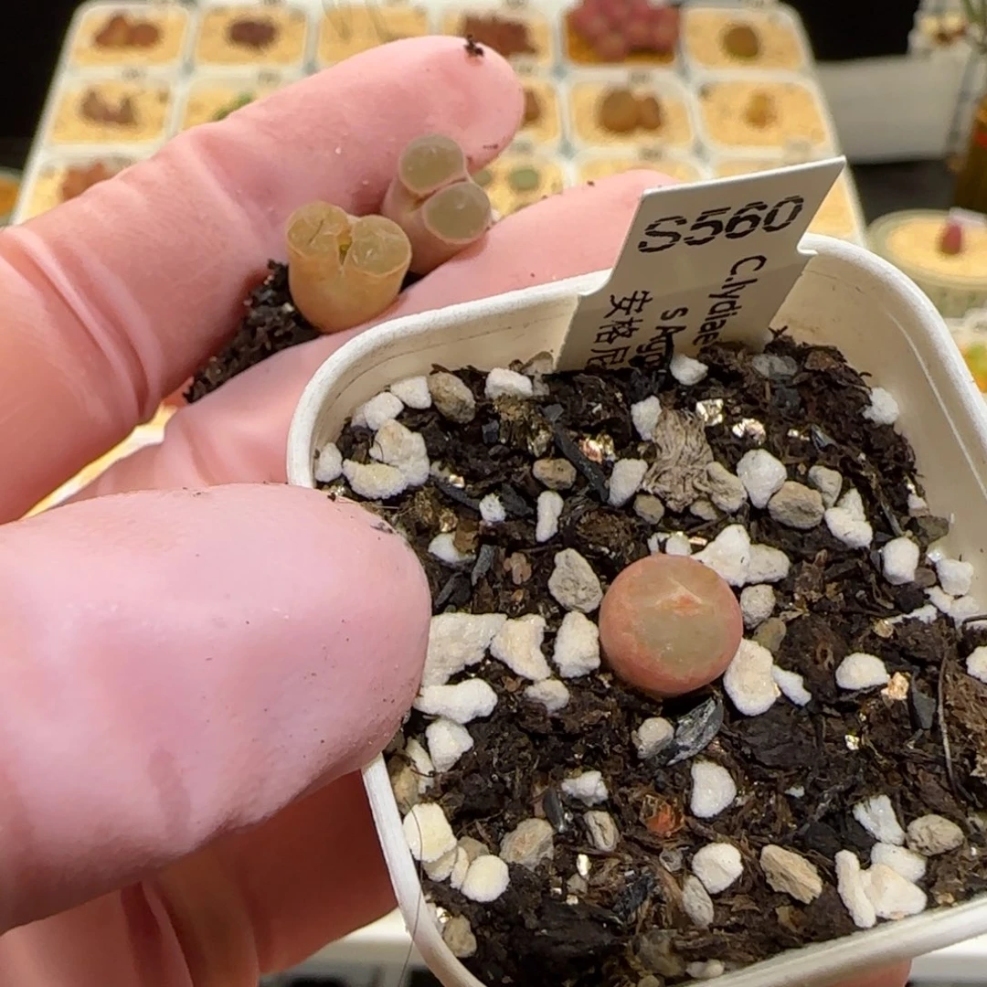 用**我肉锥多肉植物百科-7