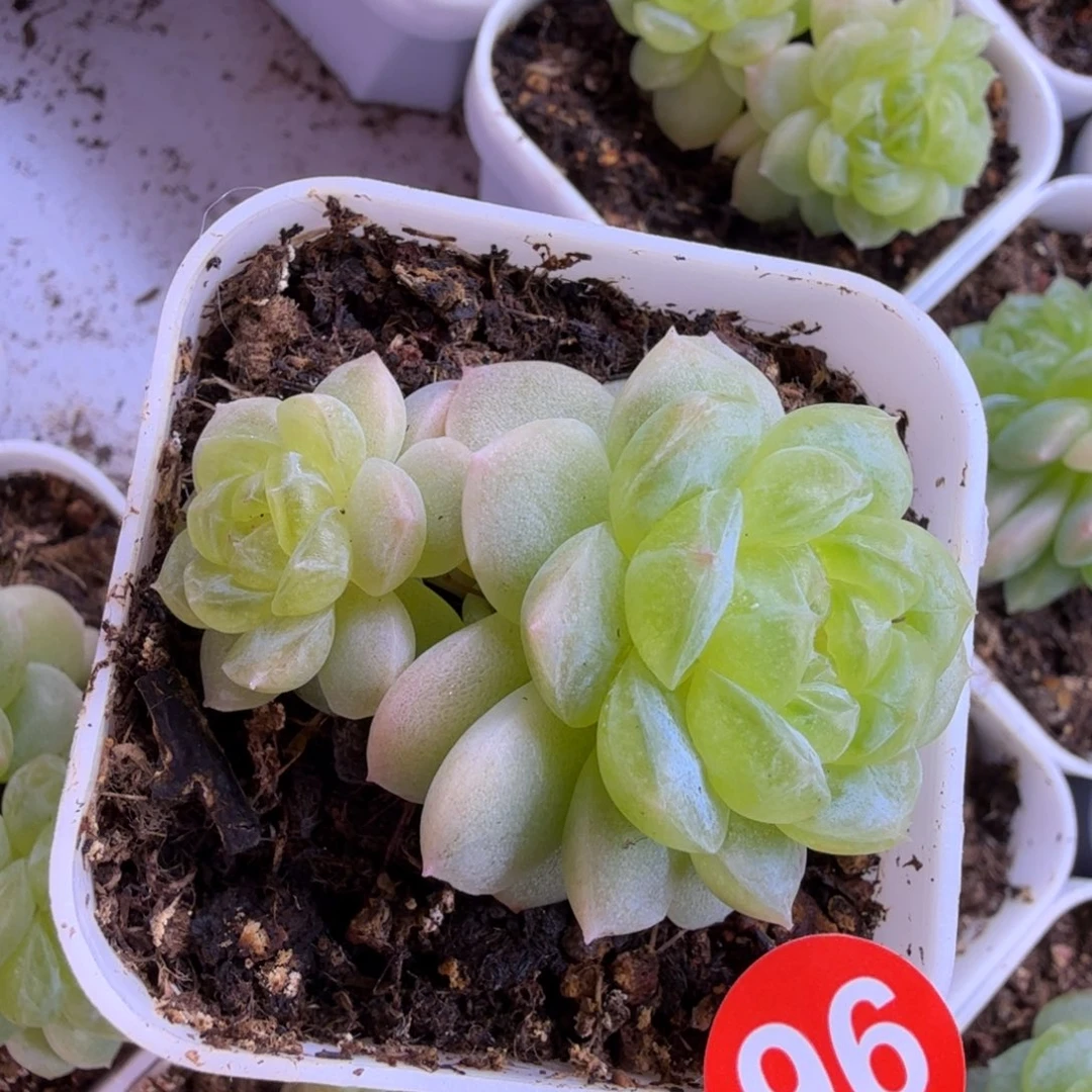 96号双头白甜一物一拍