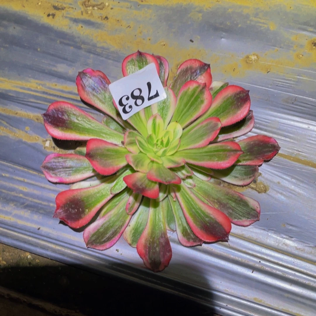 赤焰莲锦多肉植物783