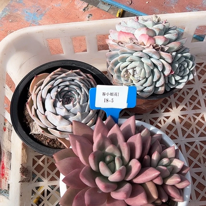 18.5一筐多肉植物