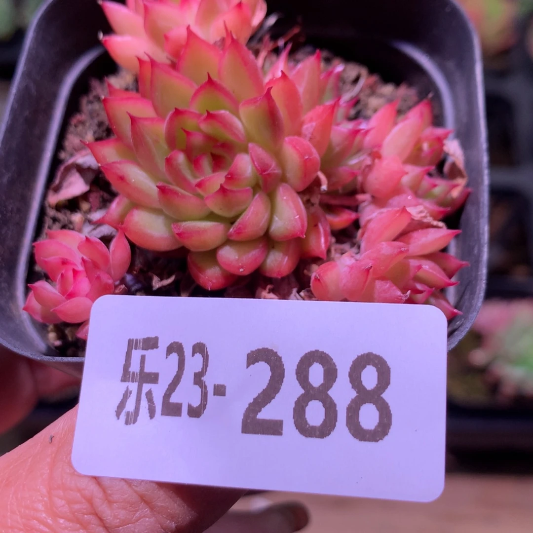 乐然23-288 女雏群