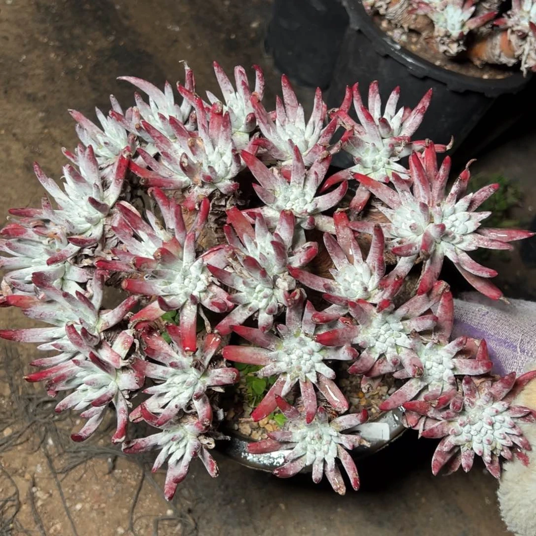 2360雪花哈哈哈哈哈哈哈哈