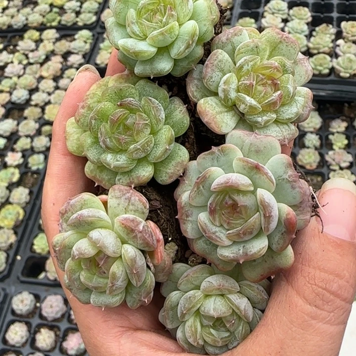 新品33满9.9包邮