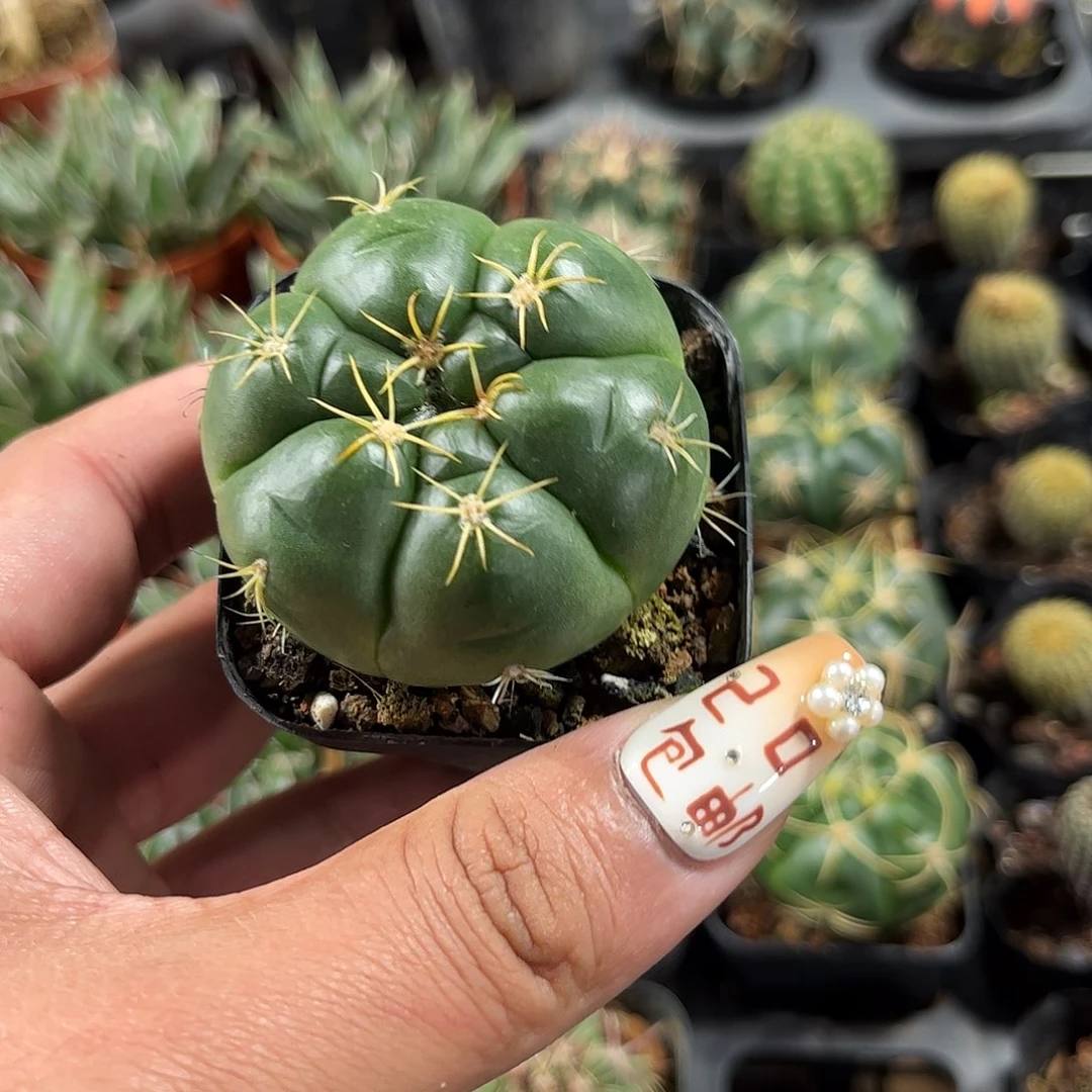 美花海王单头发货单头