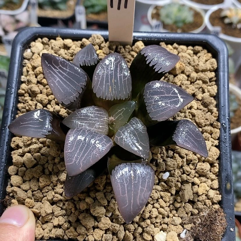 【闪购商品】恰*儿191实生