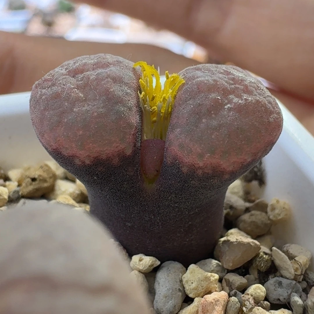 70号单头风铃一物一拍