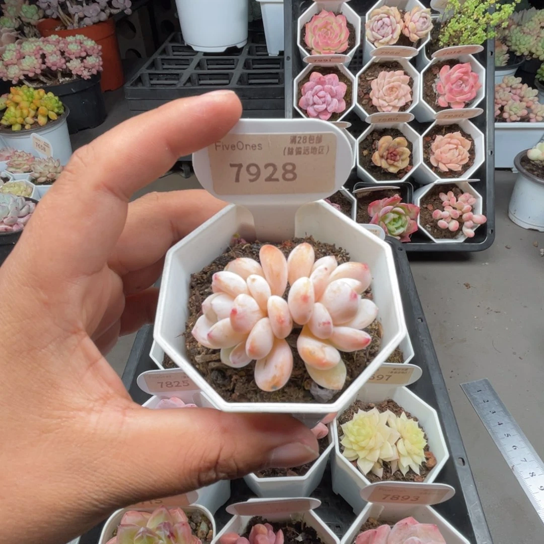 798 冷香 4.5厘米