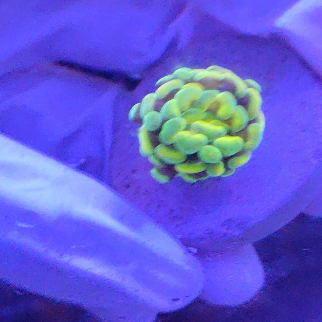 智海海洋珊瑚馆 竞拍链接