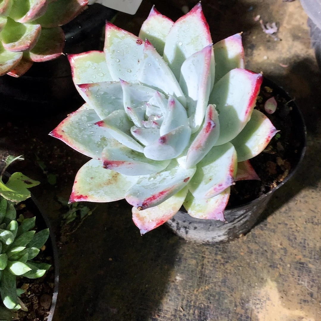 卡杂一物一拍9-191