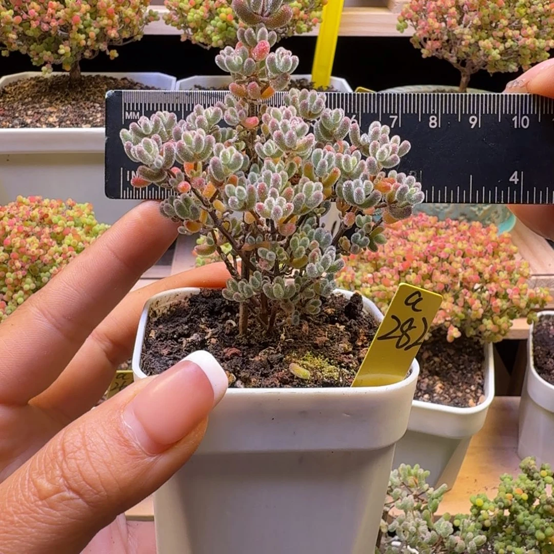 a282号实生冰晶冠服6厘米左右