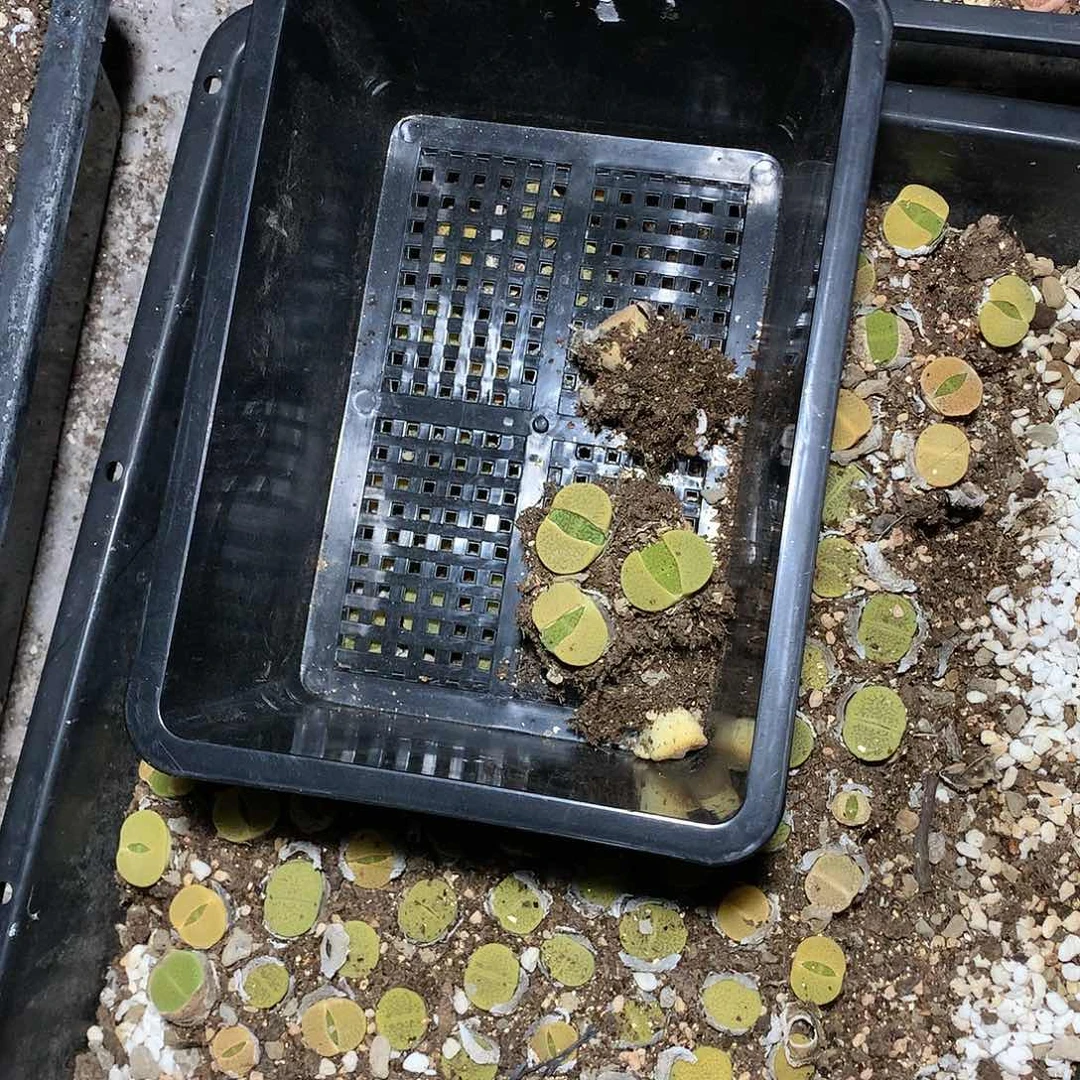 子*A43多肉植物保护