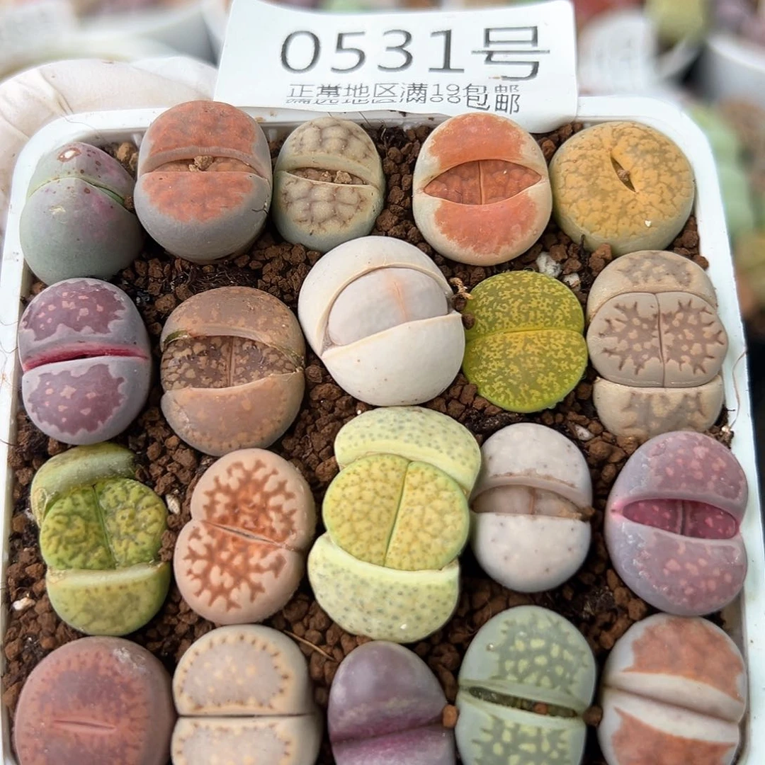 好养易活生石花大母本0531