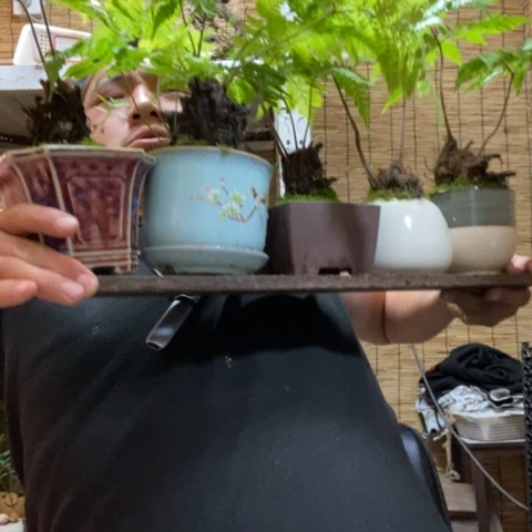 红陶不带托盘水蕨一个器型随缘