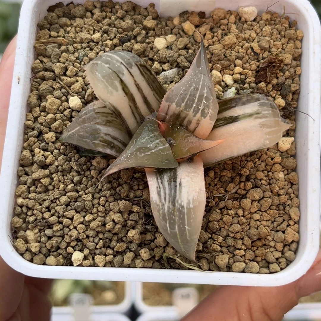 484pinky锦十二卷多肉