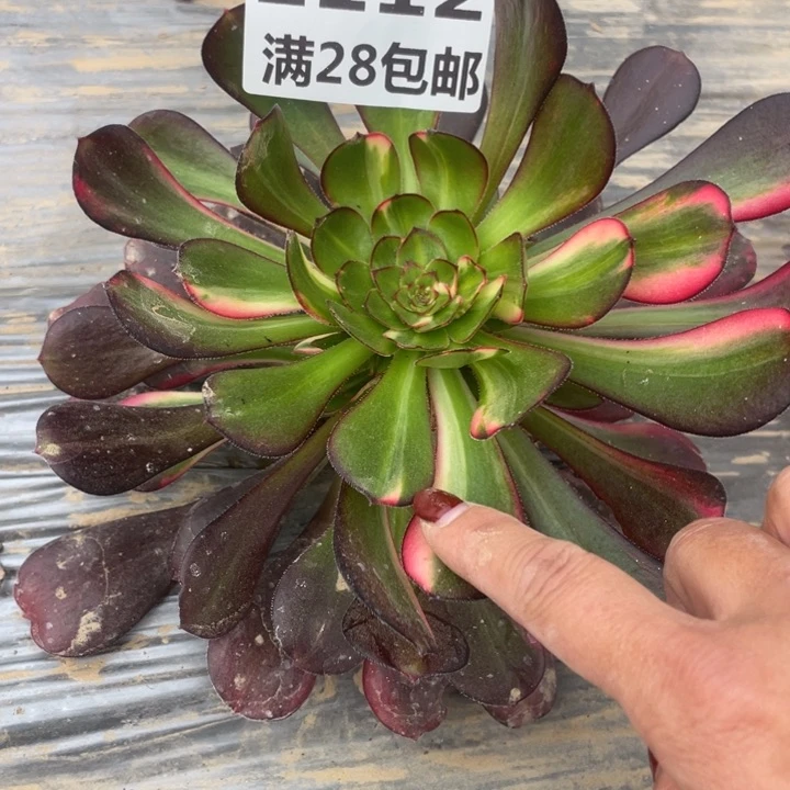 1112二号棚香奈尔七彩A