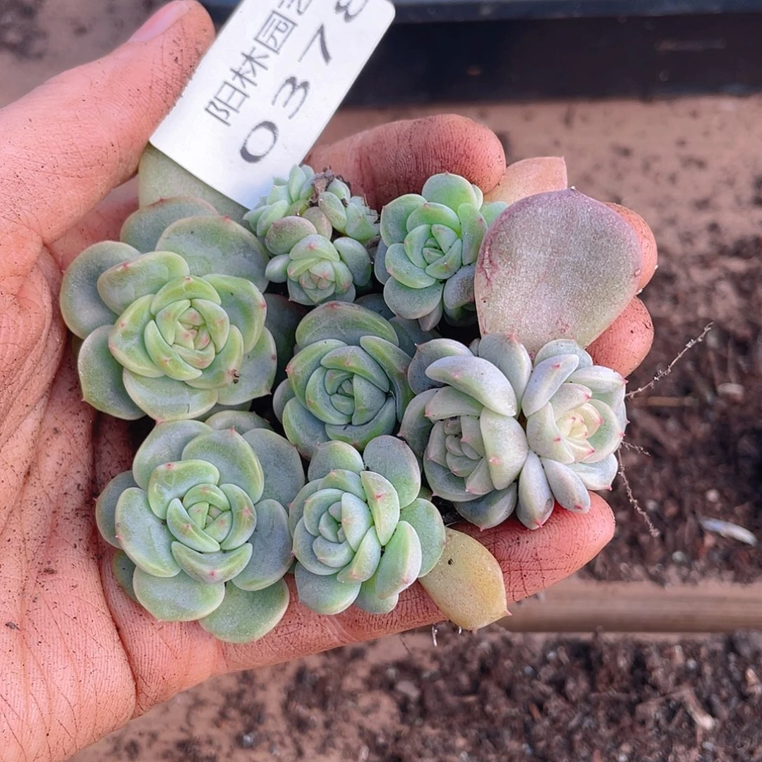 多肉植物多肉植物378