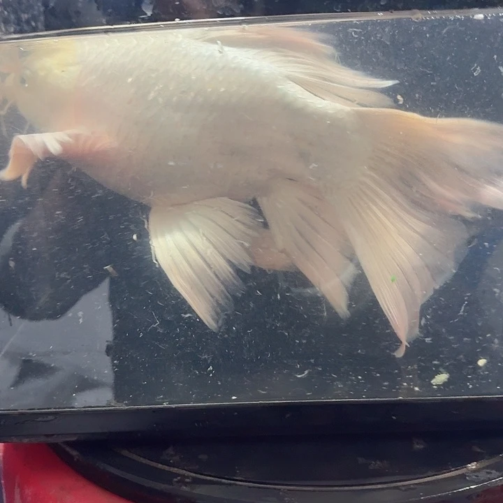 蝴蝶鲤鱼蝴蝶鲤包邮70