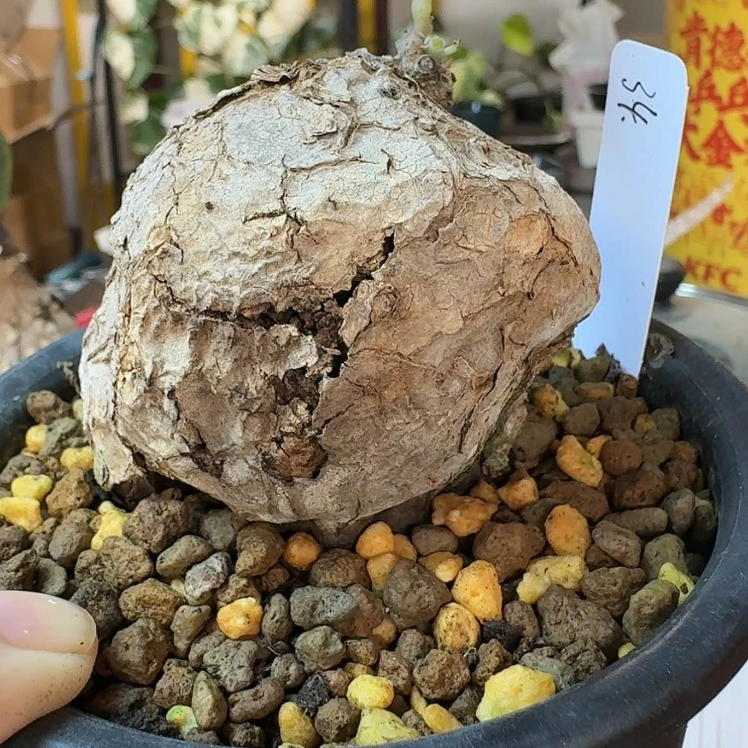 【闪购商品】34养定一叶龟有老伤介意勿拍