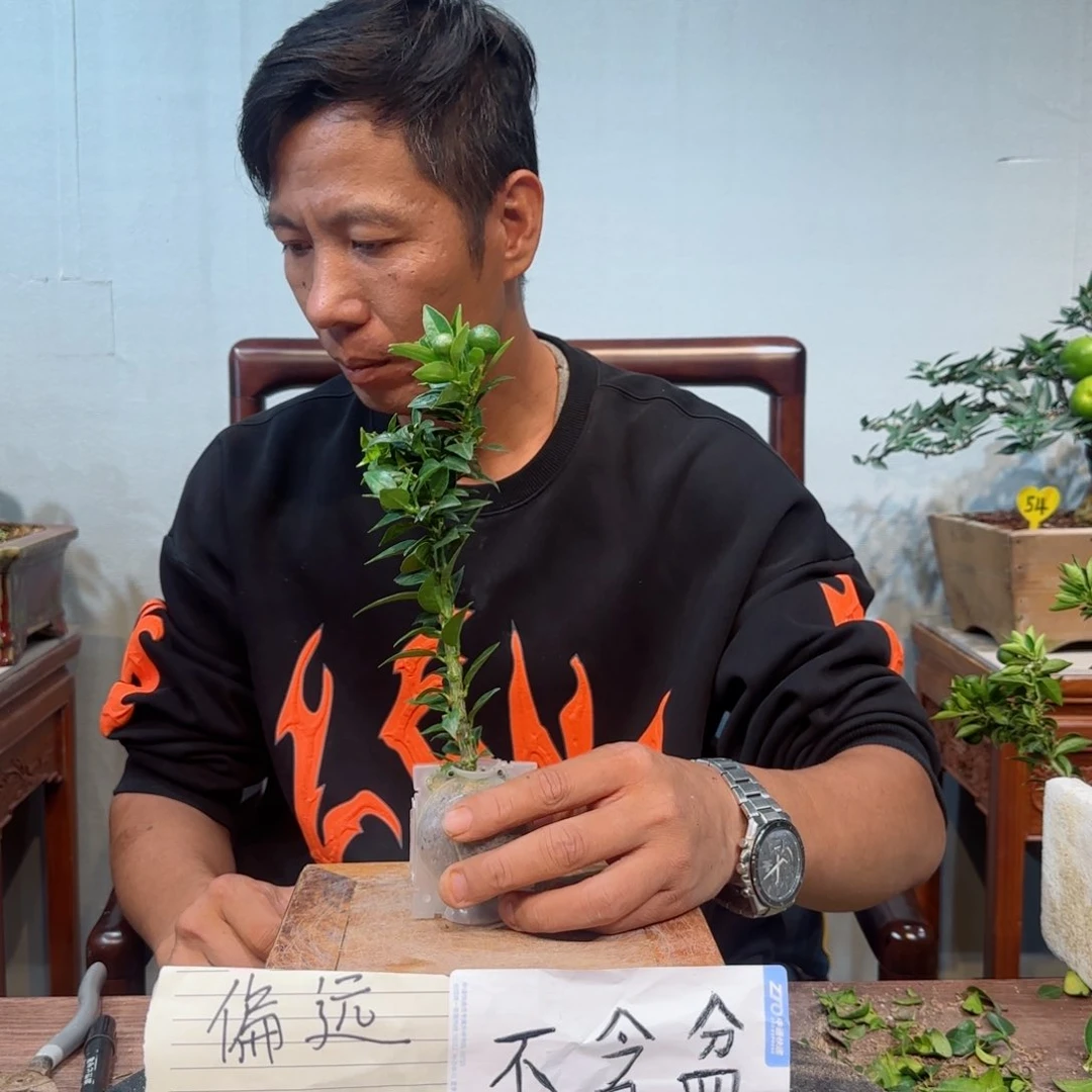 当前无花朵，栽培后可花朵?****?