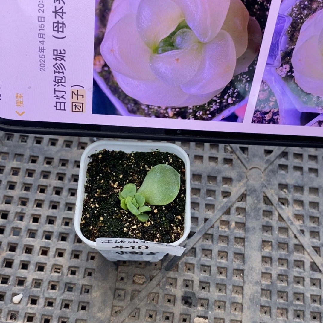 标签440白灯泡珍妮一个多肉